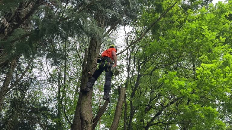 Best Tree Risk Assessment  in Tyler, MN