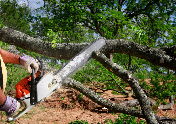 Trusted Tyler, MN  Tree Services Experts